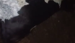 Sete vacas morrem atingidas por raios em Sergipe