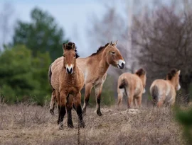 Paisagem radioativa de Chernobyl é um testemunho da resiliência e do espírito de sobrevivência da natureza