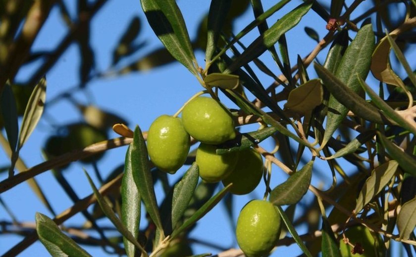 Ministério de Agricultura reprova 59,7% das amostras de azeite de oliva no País