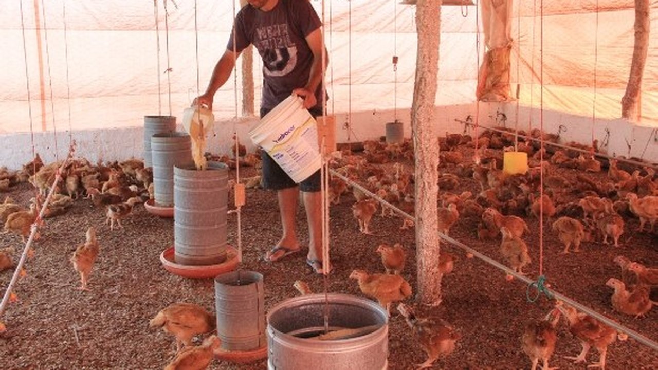 Programa de Avicultura Familiar entrega aves para mais 4 cidades