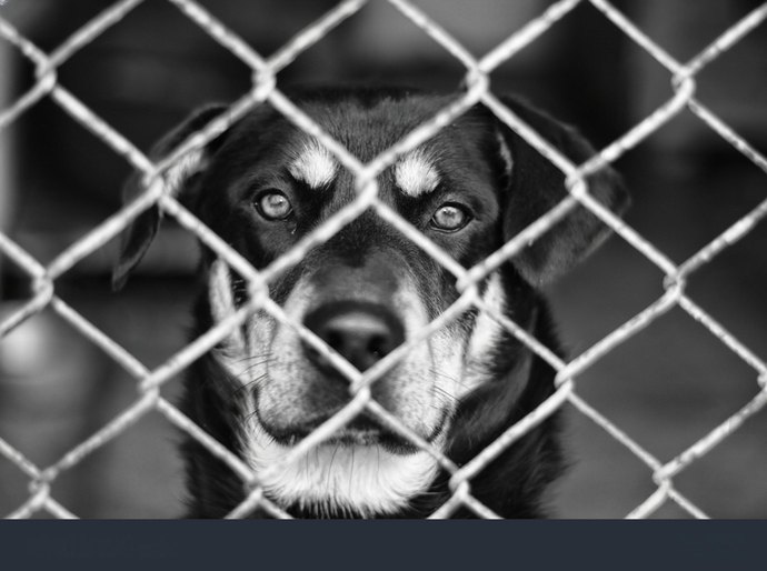 Polícia Civil prende veterinário por maus-tratos a animais em clínica de Maceió