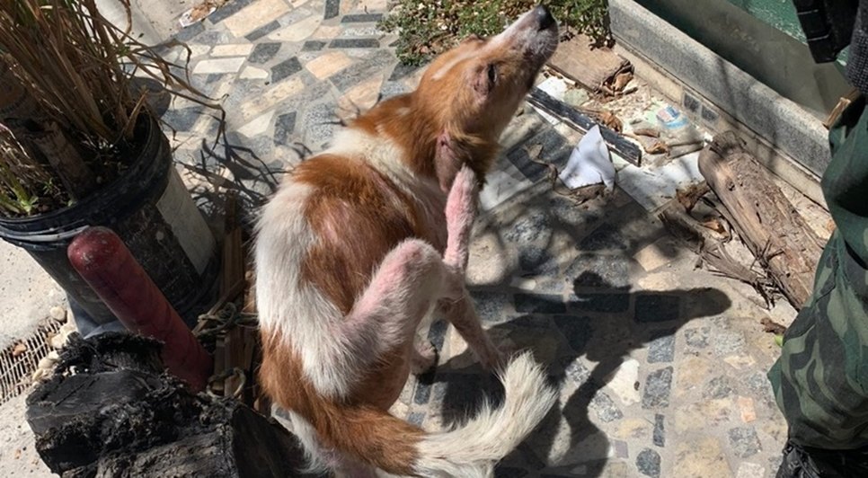 Homem é preso por maus-tratos de animais em Aracaju / Foto: Foto: SSP/Divulgação