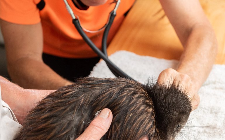 Nova Zelândia inaugura primeiro hospital para kiwis