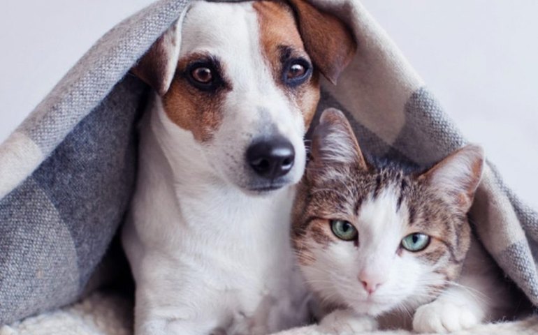 Gabinete da Causa Animal inicia campanha de arrecadação de agasalhos para pets