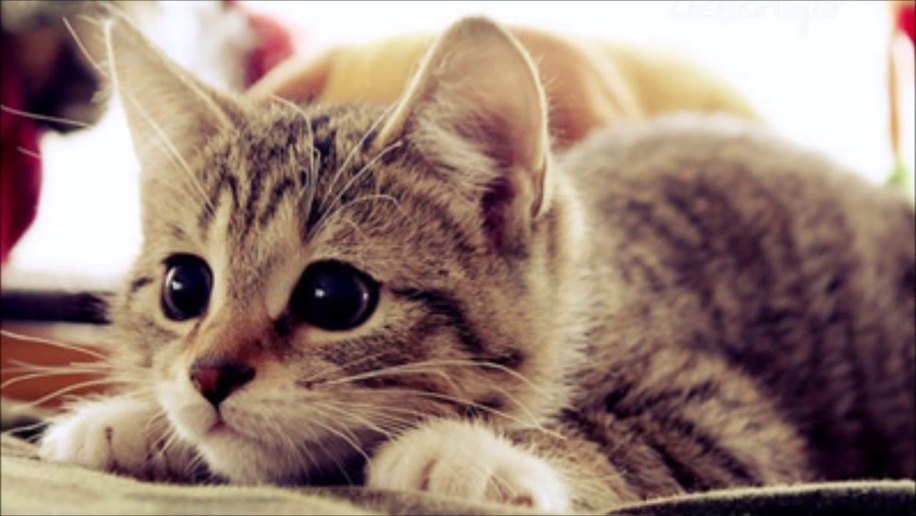 Combate na depressão e ajuda com relacionamentos? 10 razões para se ter um gato