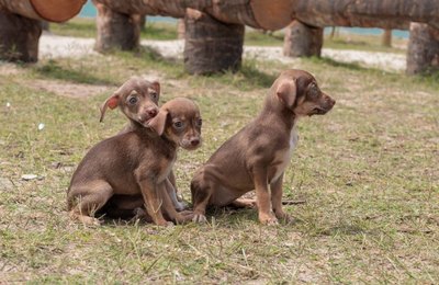 Gabinete da Causa Animal realiza primeira Feira de Adoção do mês de março na Orla da Ponta Verde