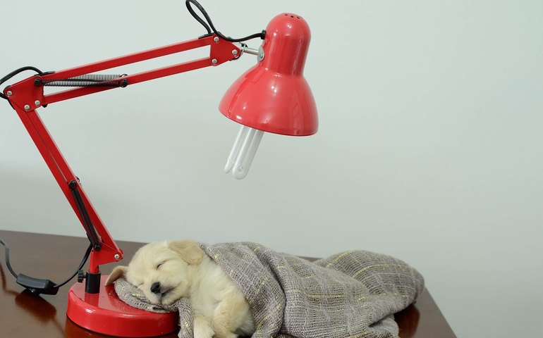 Boa iluminação promove conforto visual para os pets