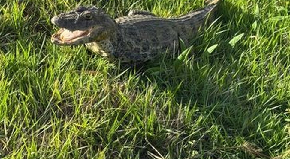 Jacaré resgatado. Fonte: reprodução 