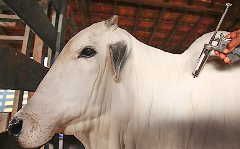 China reconhece território brasileiro como livre da febre aftosa