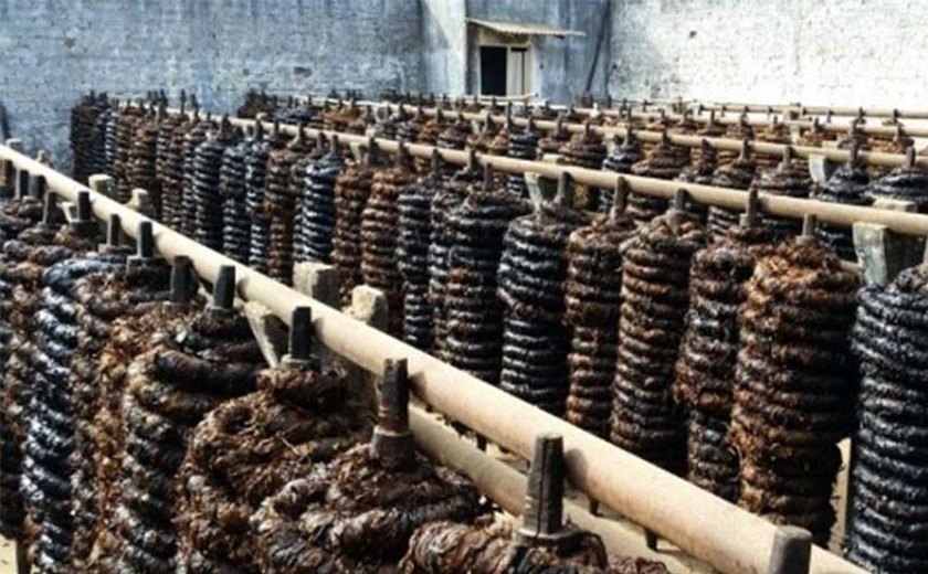 Arapiraca: Criação de Museu do Fumo é debatida durante simpósio