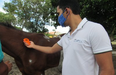 Animais apreendidos pela Prefeitura de Penedo são rastreados por chip