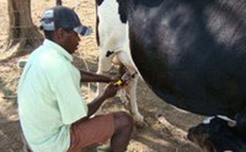 Governo inicia levantamento sobre pecuária de leite em Alagoas