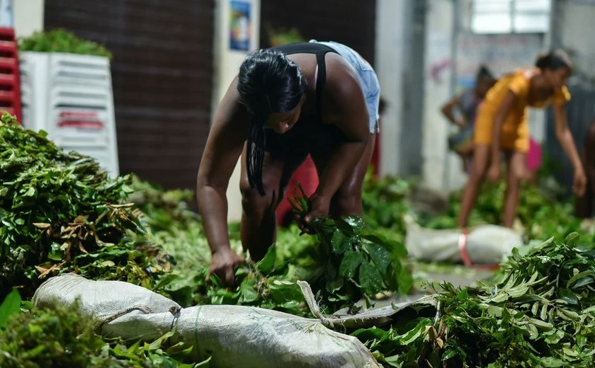 Documentário 'Jornada das Folhas' estreia em Salvador 