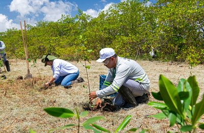 Aflora Mangue vai plantar mais de 60 mil mudas na APA Santa Rita