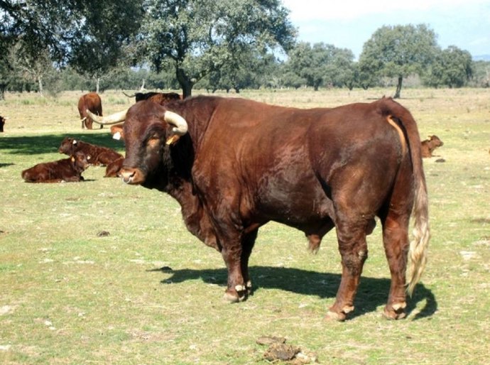 Raça de gado Retinta é apresentada ao secretário da Agricultura de Alagoas