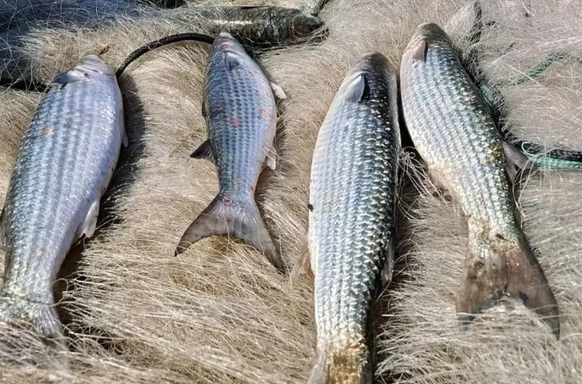 Pesca de tainha na modalidade arrasto de praia está suspensa