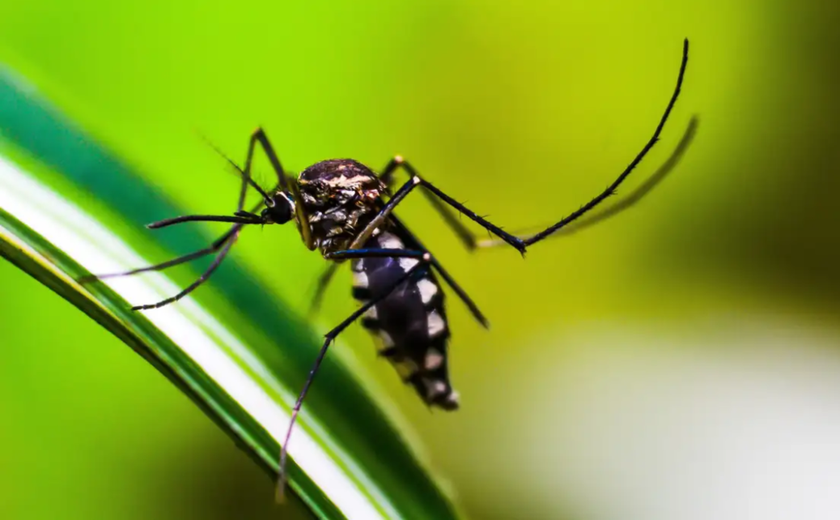 Ministério da Saúde confirma 1ª morte por dengue em SP em 2025