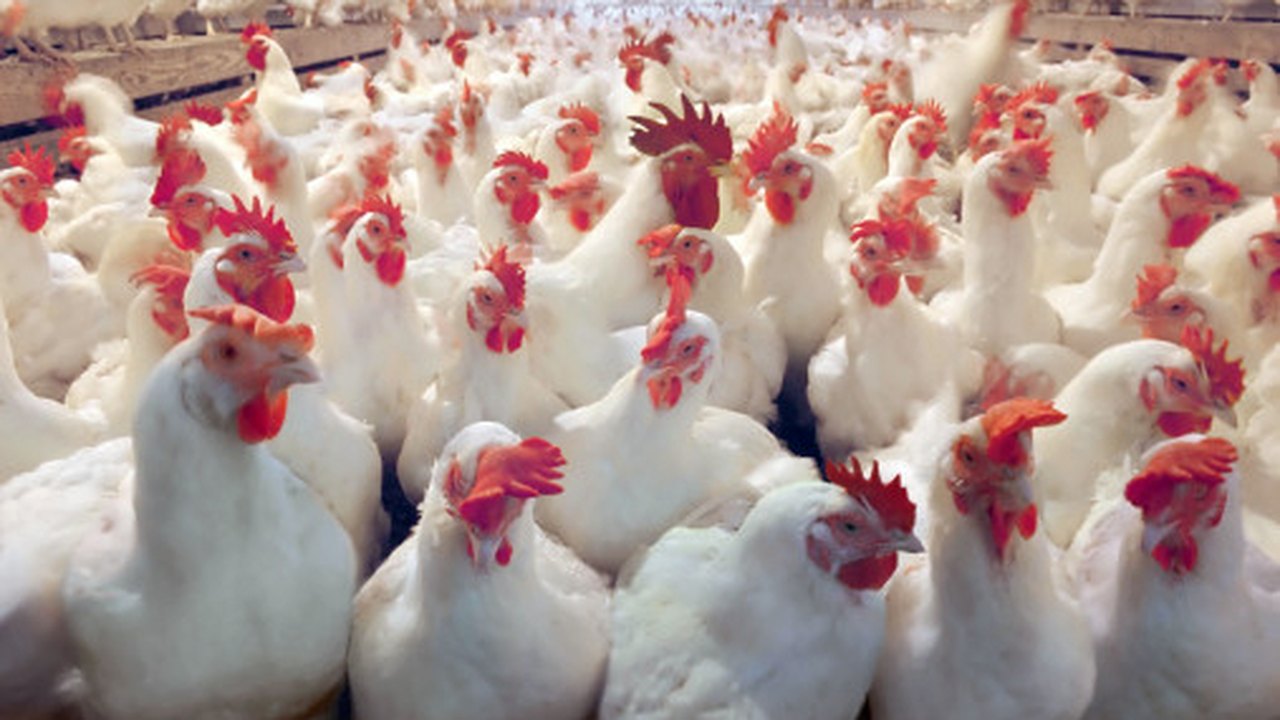 Antes rejeitado, pé de frango agora é a carne possível