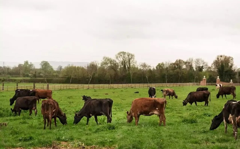 Mulher morre após ser pisoteada por 40 vacas no País de Gales