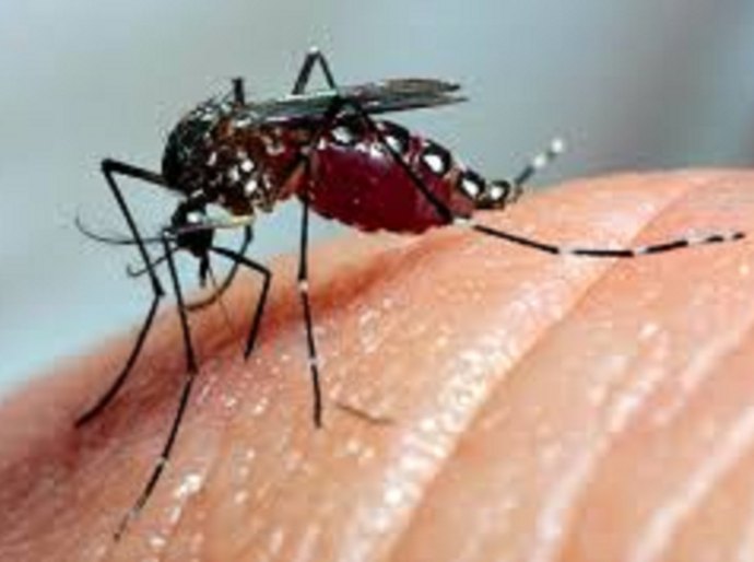 Aedes aegypti: SMS divulga boletim epidemiológico