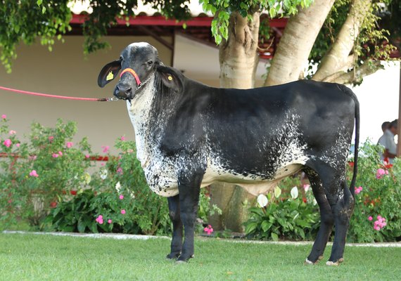 Leilão Mais Leite é destaque em valorização animal