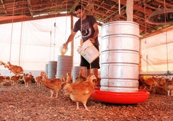 Programa de Avicultura Familiar de AL deve ser implantado na Paraíba