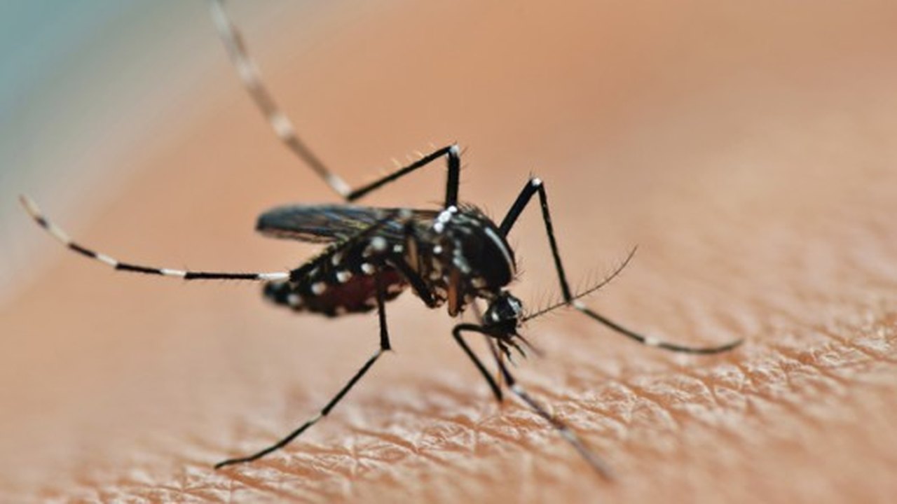 Mosquito Aedes aegypti pode ter feito uma vítima fatal em Palmeira dos Índios