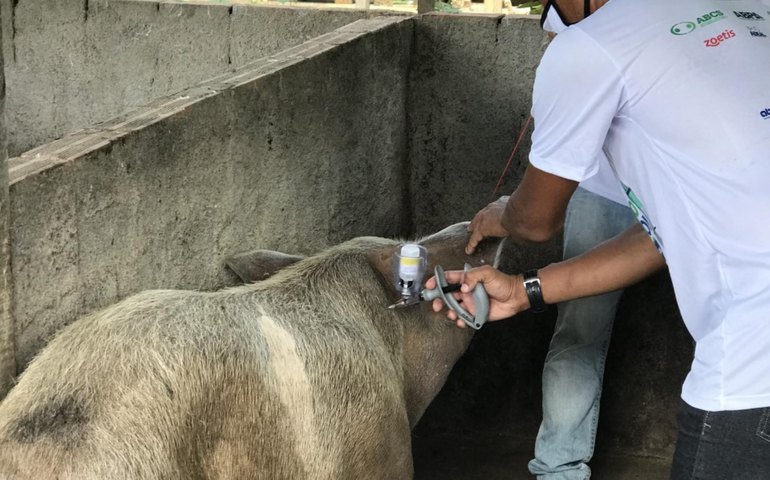 Alagoas inicia campanha de vacinação contra Peste Suína Clássica