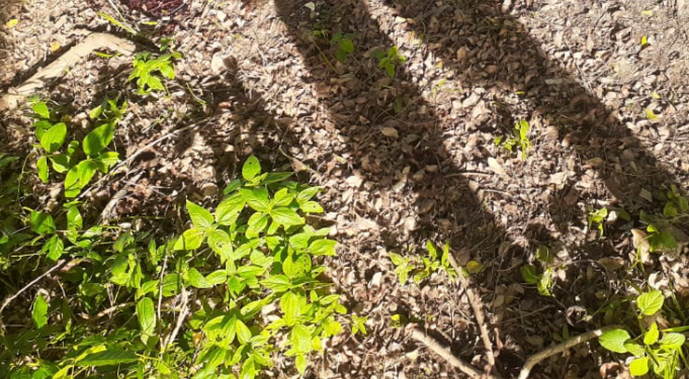 Corpo com perfurações na cabeça é encontrado na Zona Sul de Aracaju / Foto: Foto: Portal A8SE/Reprodução