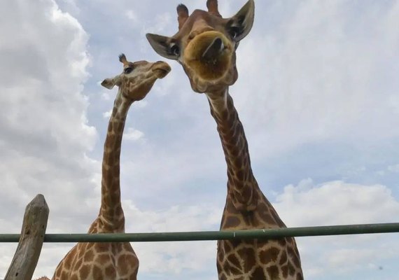 Vinte mil assinam petição pela libertação das girafas do zoológico do Rio
