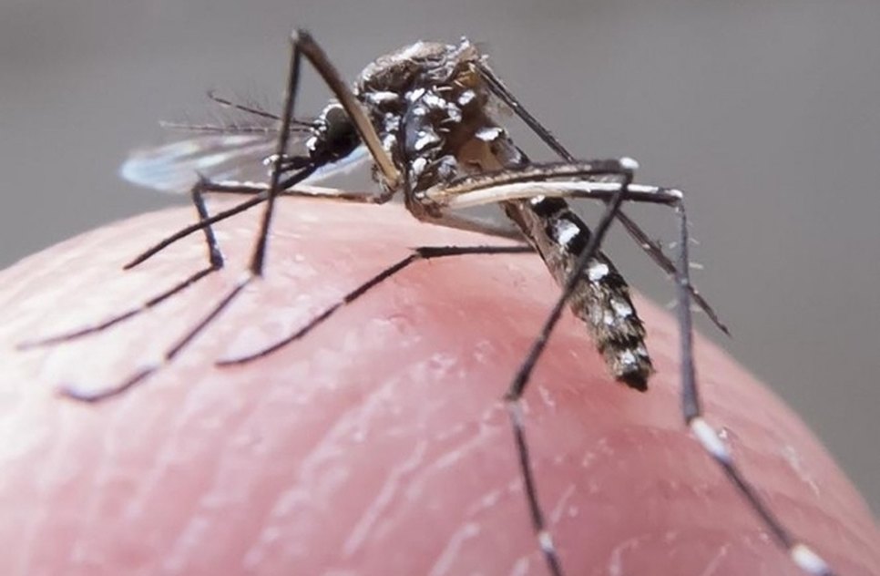 mosquito