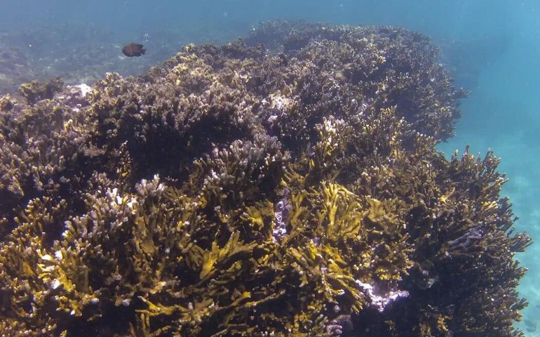 BNDES destina R$ 43 milhões para proteção de corais