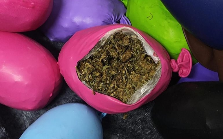 PM apreende quase dez quilos de maconha escondidos em balões de festa durante operação em Murici