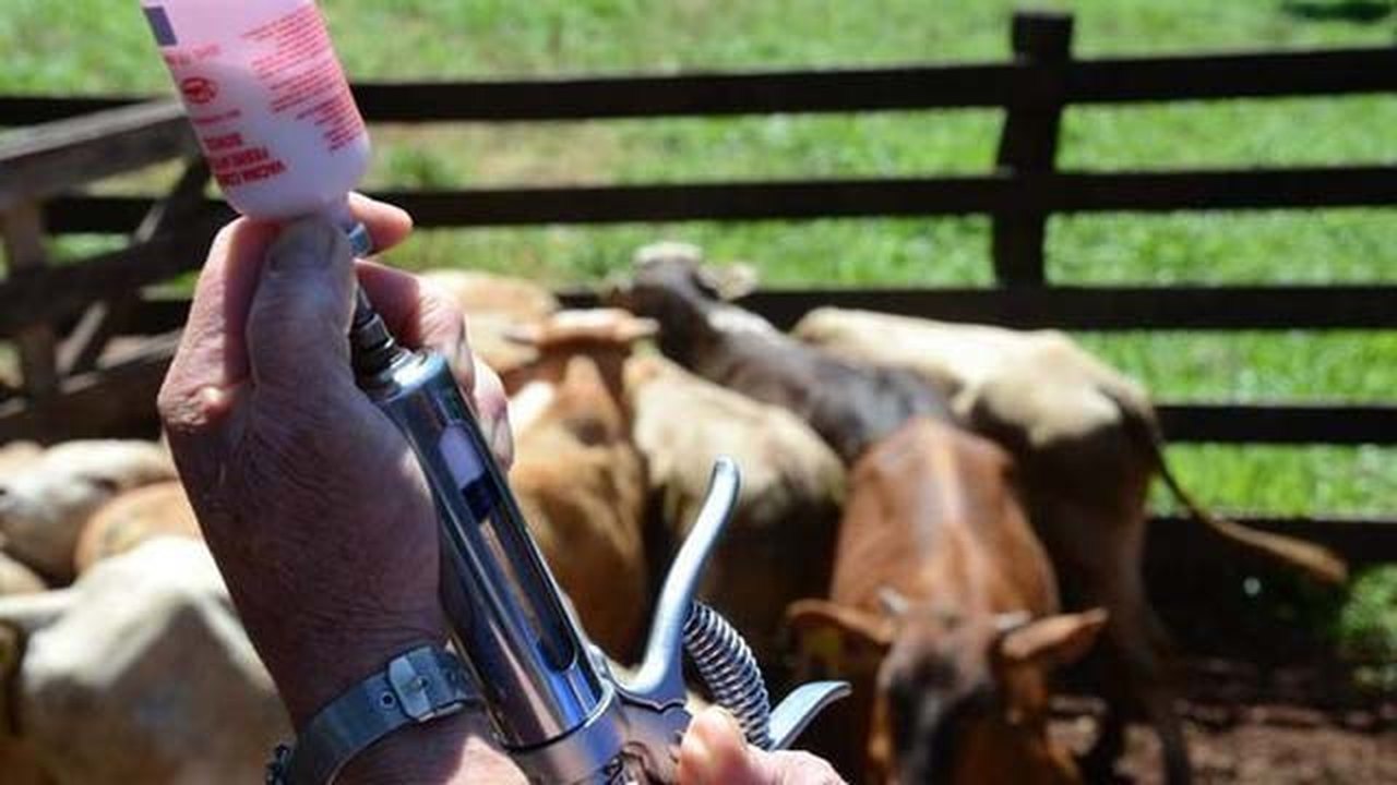 Pecuaristas iniciam vacinação contra febre aftosa em Alagoas