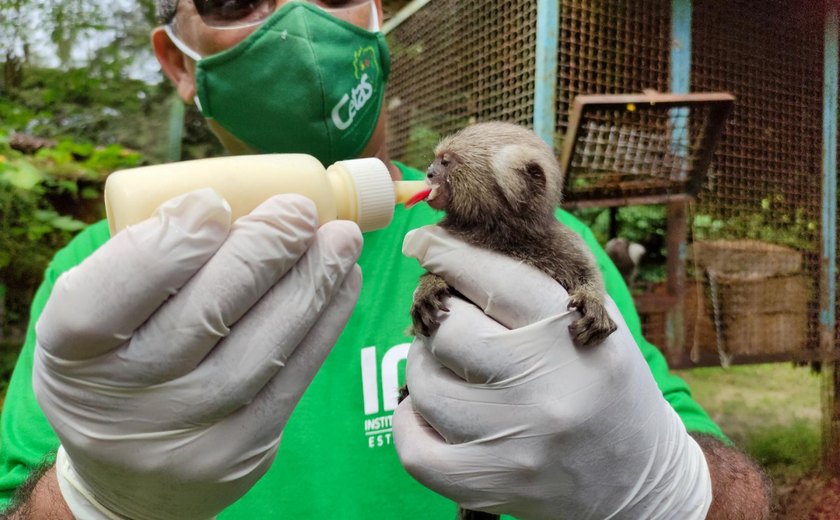 IMA promove campanha de arrecadação para filhotes recebidos pelo Cetas