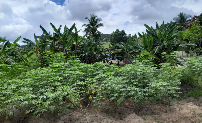 Parte da Brejo Grande que há quatro décadas é cultivada pela família de Lídia Araújo