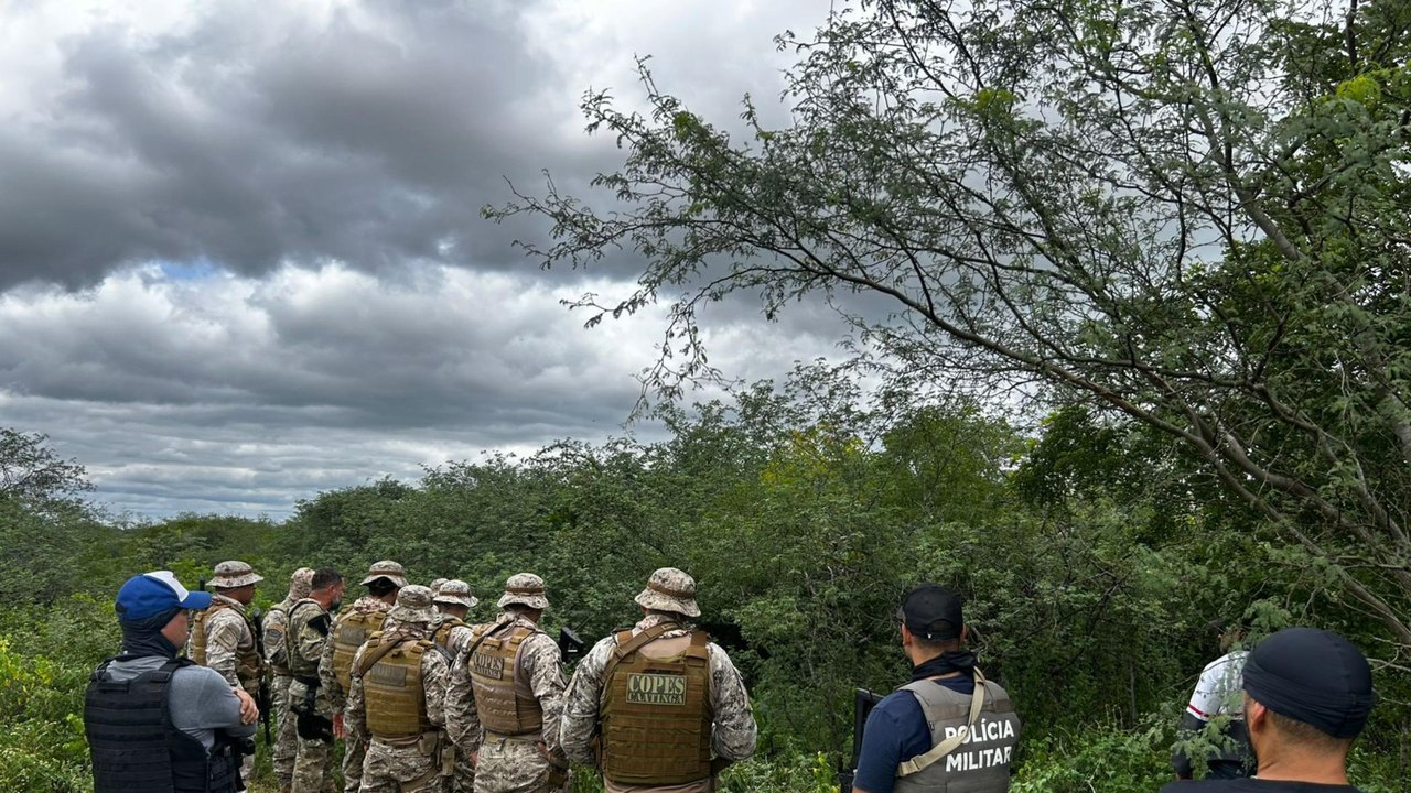 PMAL e PF destroem mais de 2,8 mil pés de maconha em Alagoas e Pernambuco