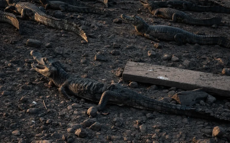 Americano tenta recuperar jacaré 'de estimação' após ter licença ambiental suspensa