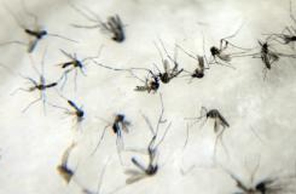 zika 