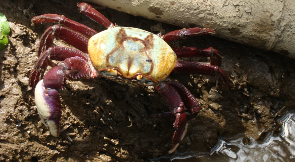 Primeiro período de defeso do caranguejo-uçá em Sergipe inicia nesta segunda-feira / Foto: Foto: Acervo ICMBio