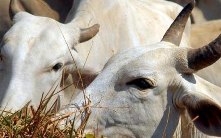 China e Arábia Saudita retomam importação de carne bovina do Brasil em dezembro