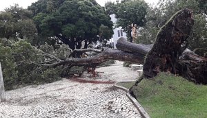 arvore cai na praça fausto cardoso