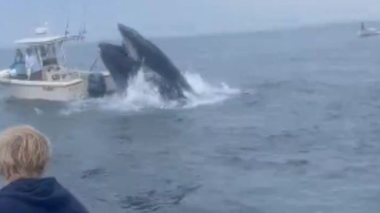 Baleia vira barco de pesca com dois homens a bordo na costa dos EUA