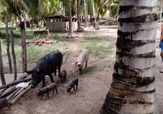 Criadores de suínos de Jequiá são cadastrados