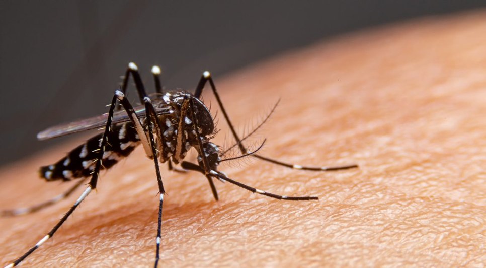mosquito-dengue-1152x768