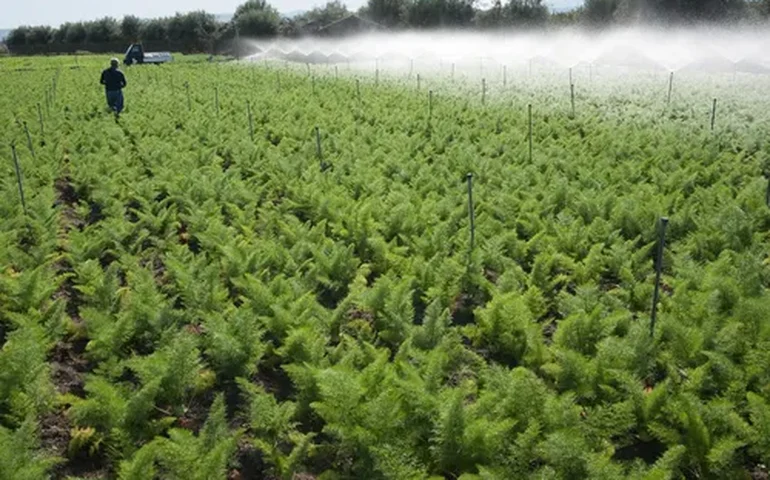 CMN aprova ajustes em encargos financeiros do crédito rural para ano agrícola 2025/2026