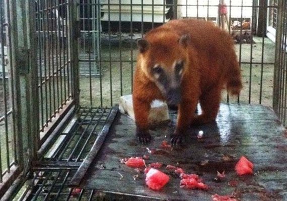 Quati salvo por equipes do IMA passa bem após intervenção cirúrgica