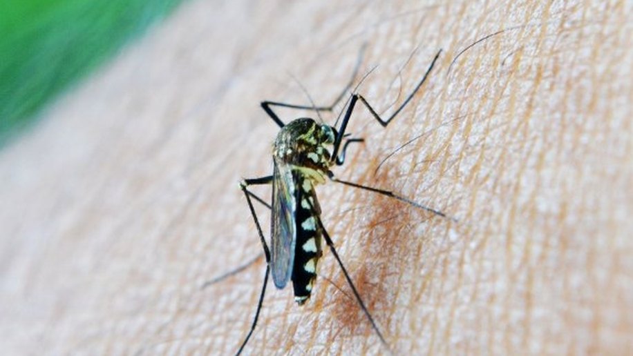 Como os mosquitos escolhem as pessoas que vão picar ?