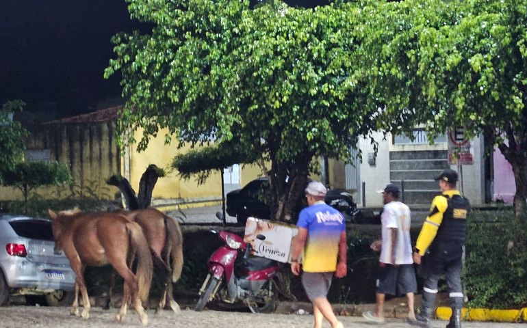 Após veiculação da Tribuna do Sertão, SMTT recolhe cavalos soltos na cidade