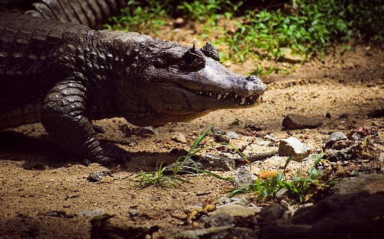 No México, crocodilos invadem cidades após inundações causadas por fortes chuvas